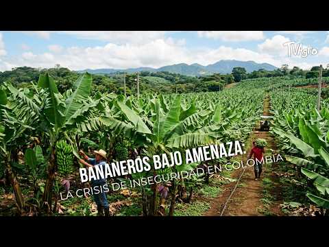 Bananeros bajo Amenaza: La Crisis de Inseguridad en Colombia 🍌- TvAgro por Juan Gonzalo Angel