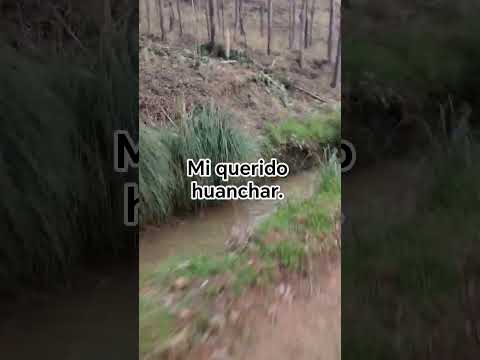 #fresas #peru #huancayo #junín #concepción #santarosadeocopa #huanchar