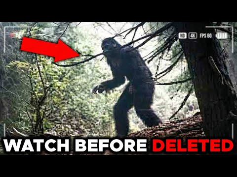 Echtes Bigfoot-Videomaterial, das zu 100 % NICHT von KI stammt.