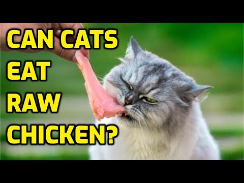 Should You Give Cats Raw Chicken?