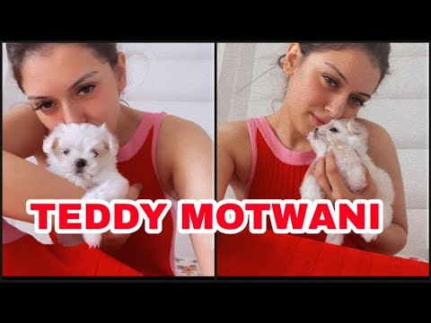 My Teddy: Hansika Motwani brings home a super cute new white teacup Maltese puppy, fans melt in awe