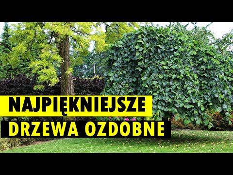 GOLDEN 10 ornamental trees in the garden - it's worth knowing them and planting them