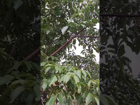 ハンガリーオーク 植物