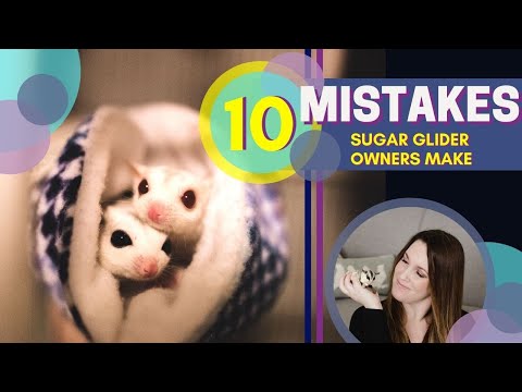 10 MISTAKES Sugar Glider Owners Make