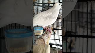 Download lagu Perkutut putih Lurik gacor suara bagus mp3