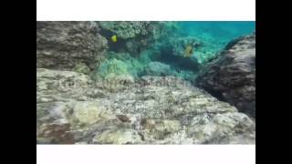 Skate &amp; Sammy- Wassup | Lyrics