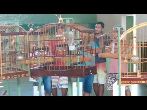 Biro Biro "primeira puxada para roda "