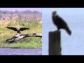 Bald Eagle Vs African Fish Eagle