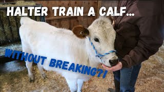 Halter Training a Calf - The Gentle Method - No Breaking
