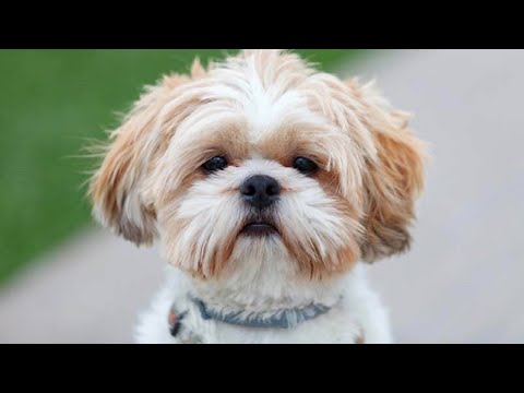 When do Shih Tzu Puppies Calm Down