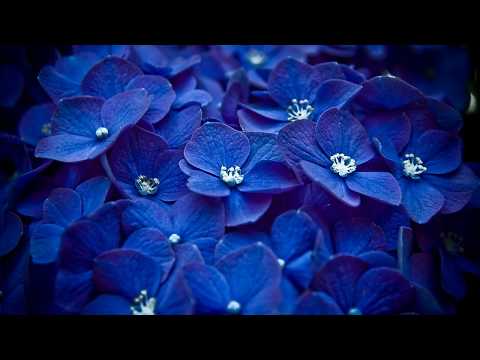 Miroslav Navračić - Nekada sam i ja volio plavo cvijeće (Uživo)