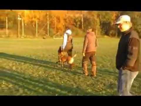 C-lux Av Staalhjerte  Obedience IPO II