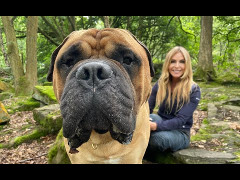 THE BULLMASTIFF - DANGEROUS GAME KEEPERS' GUARD DOG?