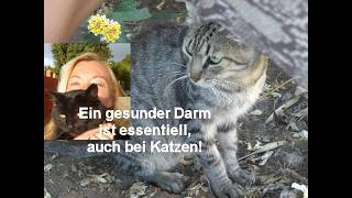 Prä- und Probiotika haben dieser Katze das Leben gerettet!