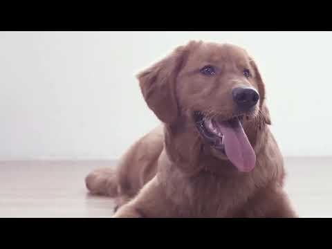 Diggro D300 Robot Vacuum Cleaner