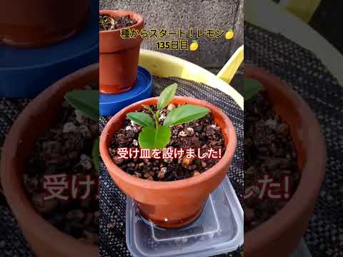 鉢植えのレモンの木を簡単に育てる方法