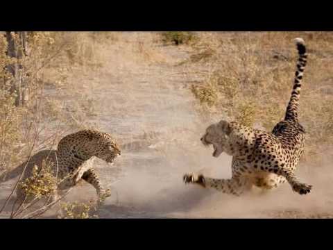 Леопард и гепард (Leopard kills cheetah)