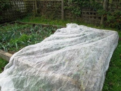 download lagu mp3 mp4 Protecting Plants From Frost With Newspaper, download lagu Protecting Plants From Frost With Newspaper gratis, unduh video klip Protecting Plants From Frost With Newspaper