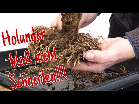 Holunder -Gestaltung zum Bonsai 2023/10