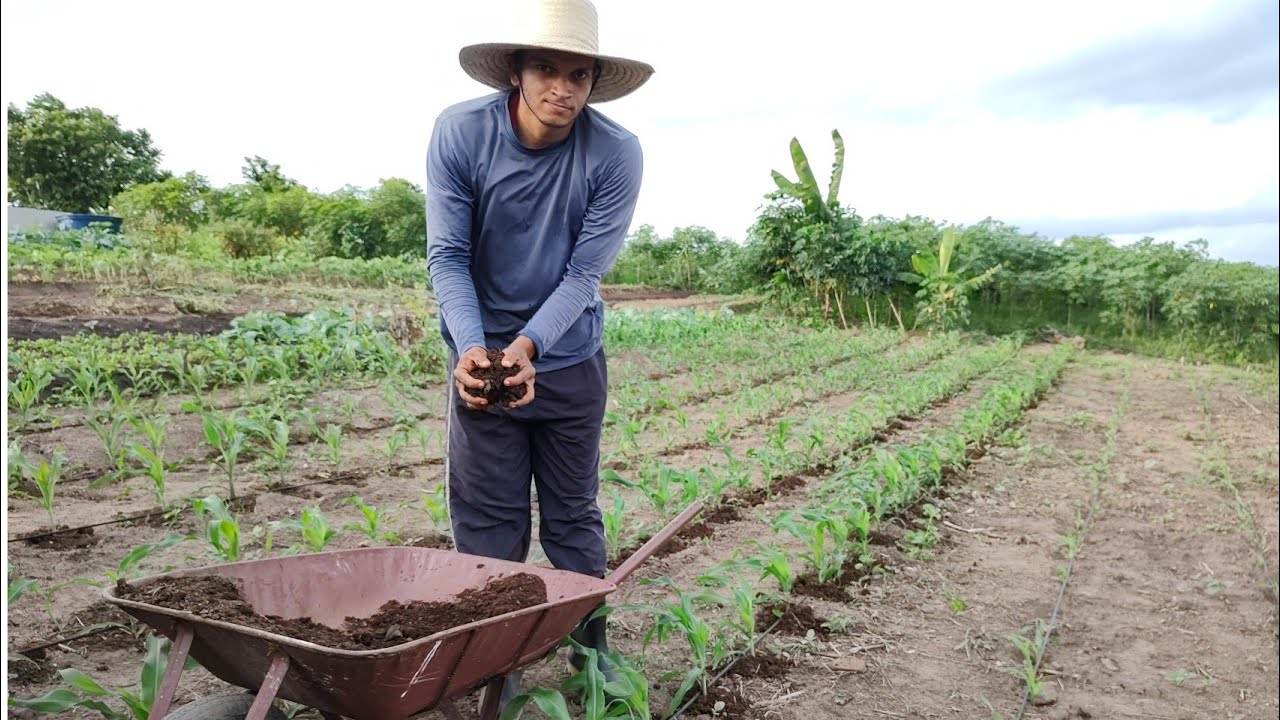 adubando o milho com esterco de boi + mostrando a plantação