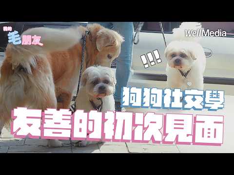 狗狗搶食問題大破解 訓犬師教你這招「神級糾正法」!【我的毛朋友】EP9