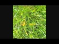 orbital lush 3 5 dazz b
