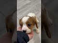 Cavalier King Charles Spaniel dogs for sale: Buster - Video 1