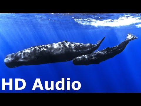 Whale Sounds for Sleeping 12 Hours Black Screen No Ads No Commercials Clear and Calm The Mind 2024