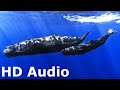 Whale Sounds For Sleeping 12 Hours Black Screen No Ads No Commercials Clear And Calm The Mind 2024