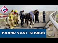 Paard met hoeven vast in voeg op fietsbrug - OMROEP WEST