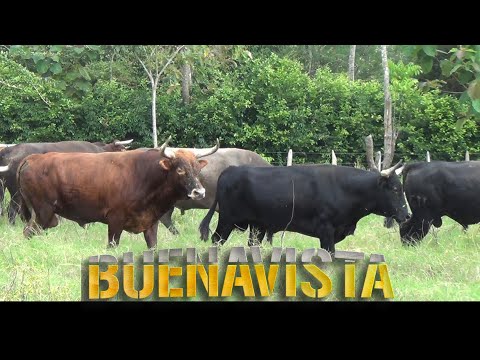 BUENAVISTA 2026 Toros de los Hermanos Puche TRADICIONES