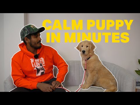 TEACH YOUR DOG HOW TO SETTLE - Calm Puppy in Under 7 Minutes