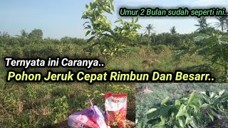 Download lagu How to Speed ​​Up the Growth of Orange Trees at a Young Age... They're only 2 months old and alre... mp3