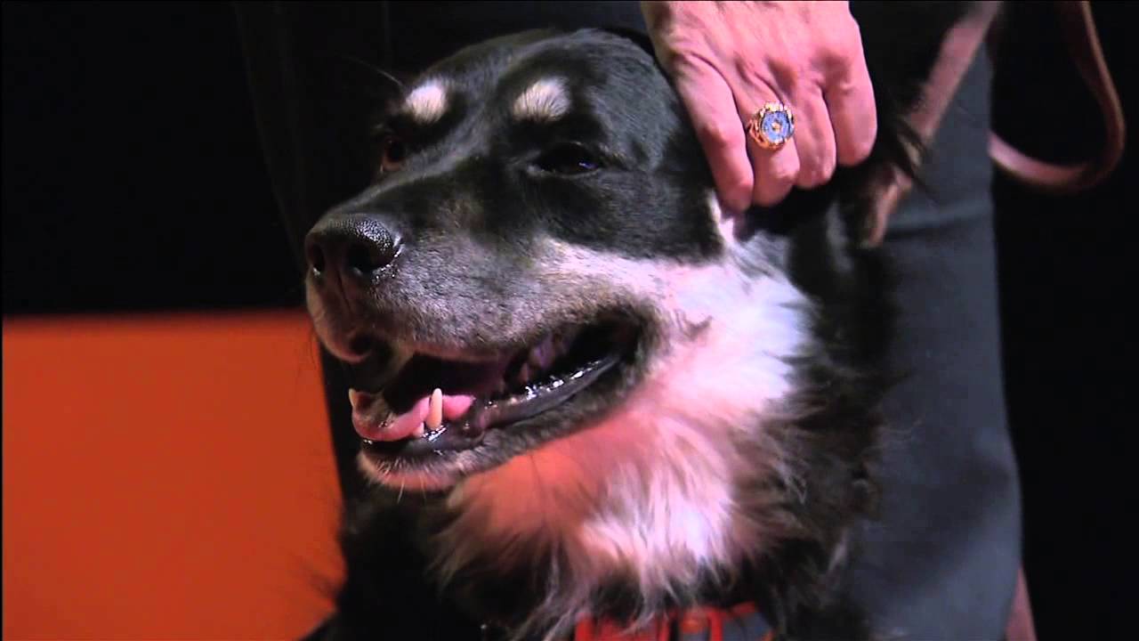 Pet therapy in work and school | Lorinda Schrammel | TEDxOStateU