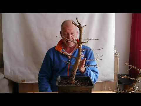 Start der Lärchen - Challenge