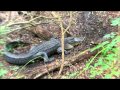 Sea Pines Alligator Moves Sideways Forest ...