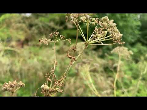 poison hemlock (dying back) ...with michigan herbalist jim mcdonald