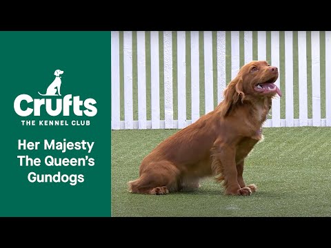 Her Majesty The Queen's Gundog Display | Crufts 2022