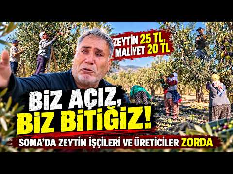 Soma'da zeytin tarlalarından yükselen geçim çığlığı “Biz açız, biz bitiğiz!”