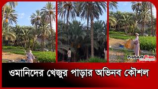 ওমানিদের খেজুর পাড়ার অভিনব কৌশল। Date palm। Oman। Probash Time