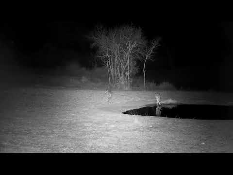 Djuma: Two Duikers drinking at pan-Scrub Hares nearby - 22:10 - 09/23/21