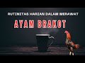 Rutinitas Harian Dalam Merawat Ayam Brakot Tips Terbaru