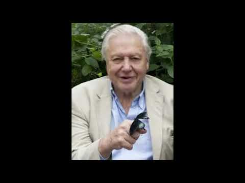 David Attenborough recites Chic Tweetz - Desert Sessions