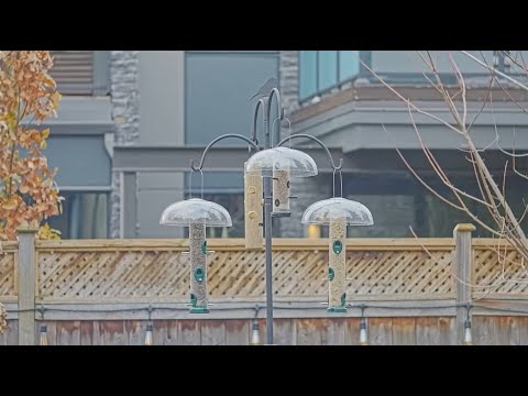 Ottawa bird feeder cam