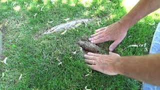 How to Remove/Cover Exposed Tree Roots In Lawn Made Easy