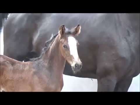Fohlen von Baloutender - Lac Leman S