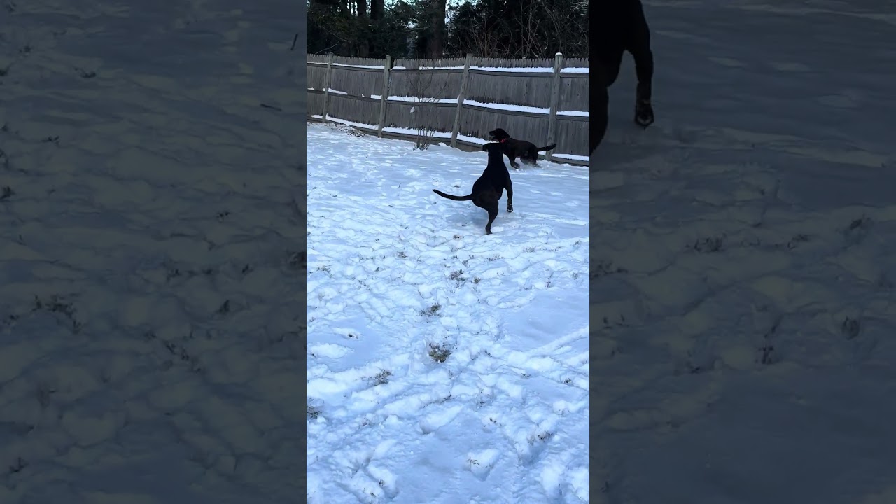 Enlarge Noelle #10, a ADOPTABLE Chocolate Labrador Retriever in Killingworth, CT video 5/5