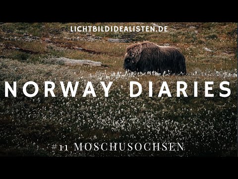 Moschusochsen im Dovrefjell Nationalpark in Norwegen fotografieren - Norway Diaries #11