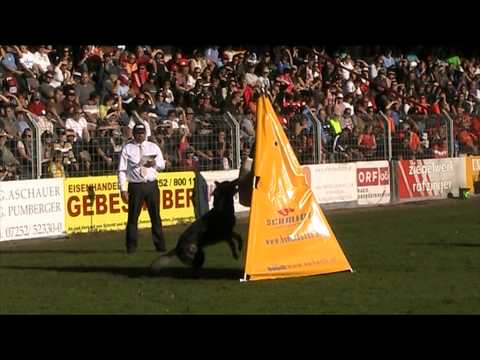 Hank v. Weinbergblick - WUSV 2012 protection