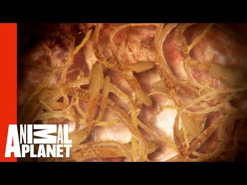 Specie di vermi alla persona di un pinworm Troychatka da bambini da lyambliya